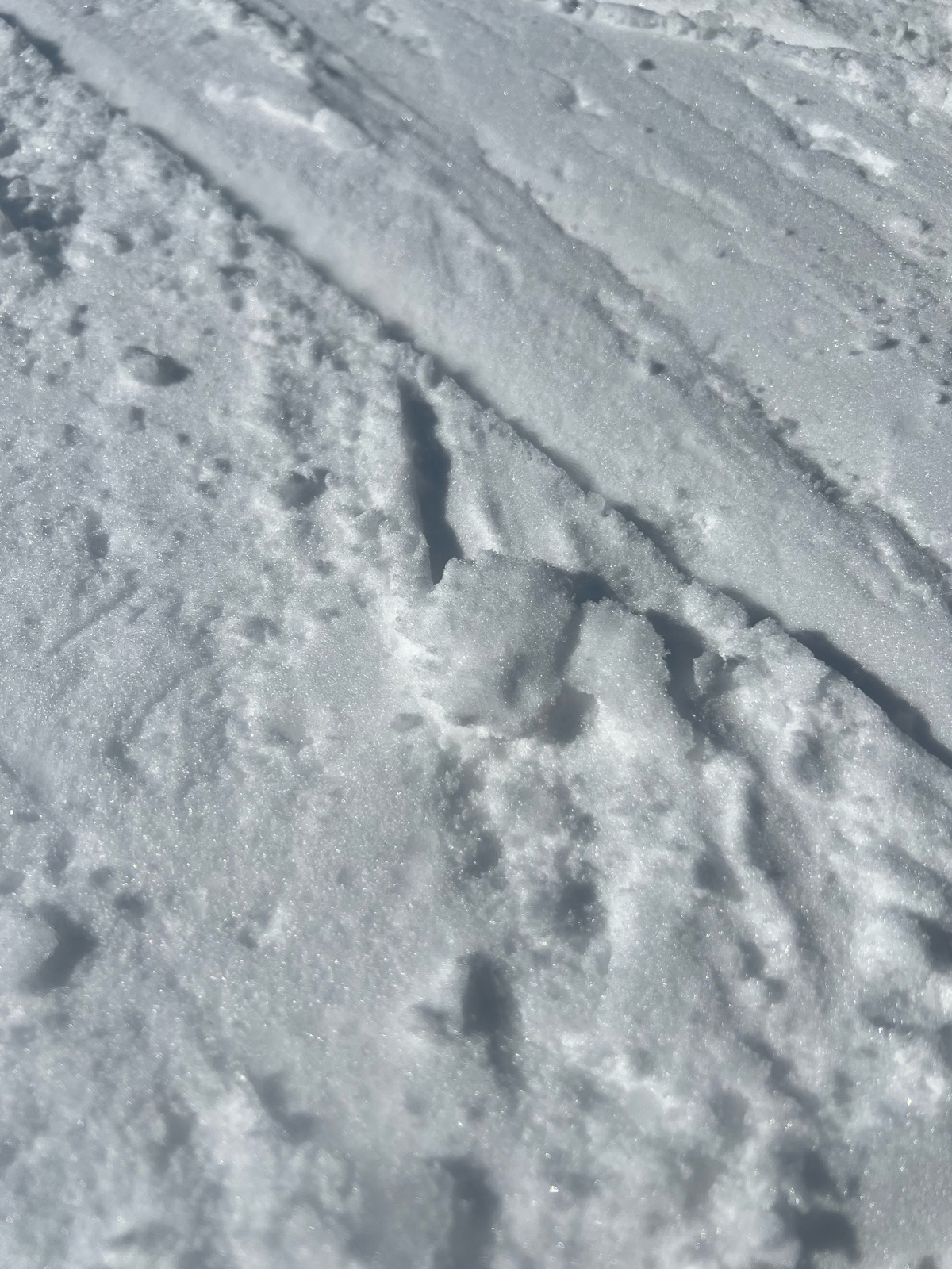 白樺高原国際スキー場