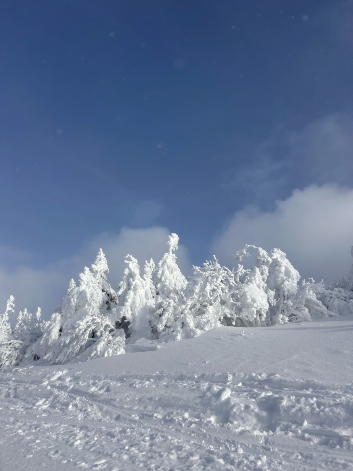 蔵王ライザワールド