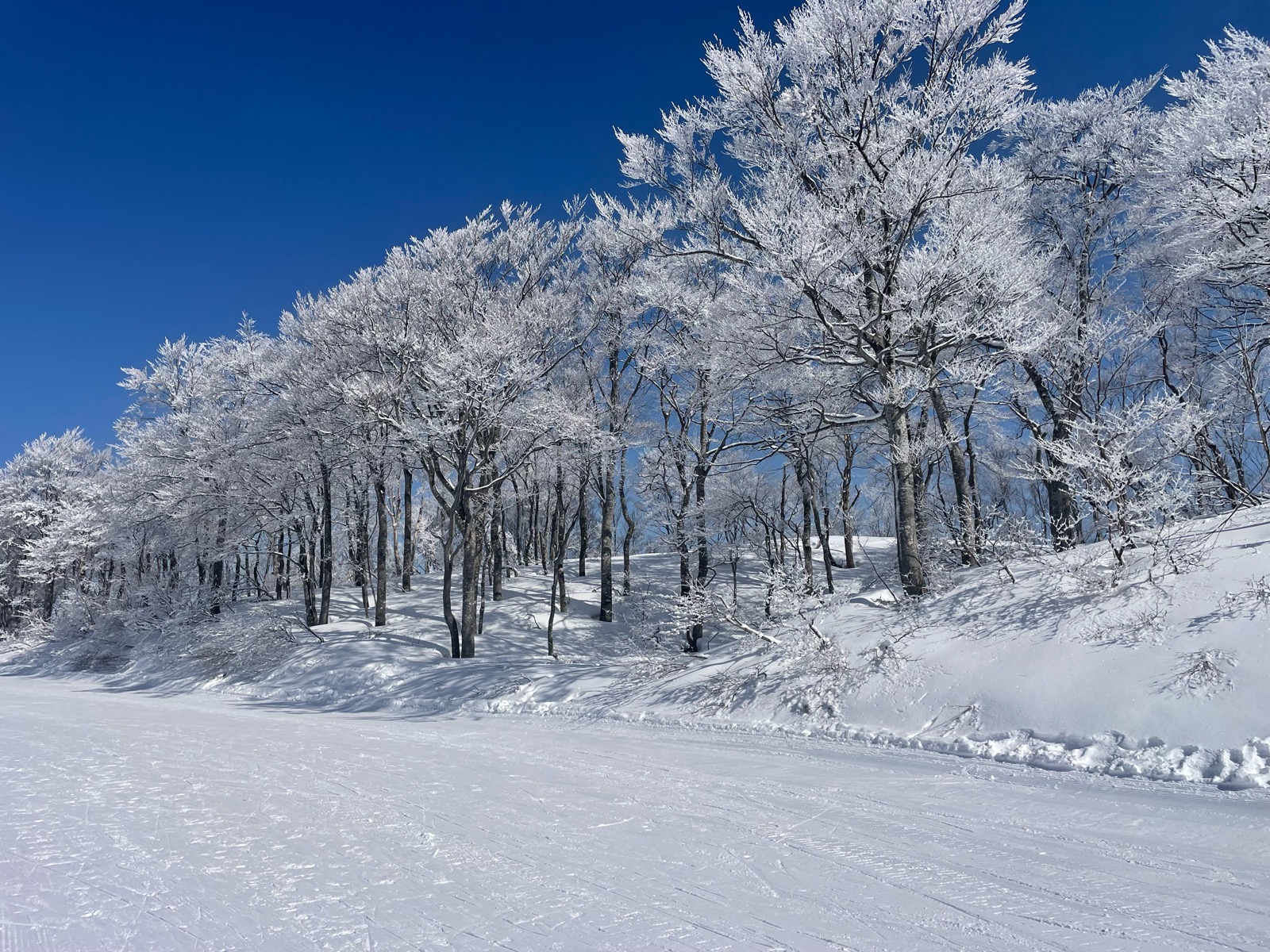 スキージャム勝山