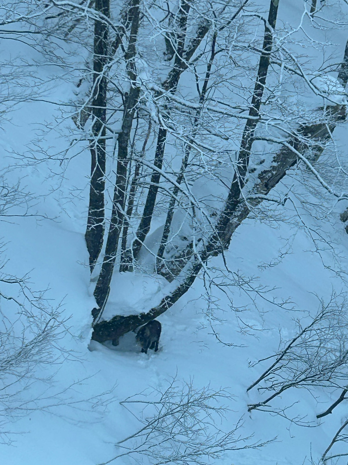 ホワイトワールド尾瀬岩鞍