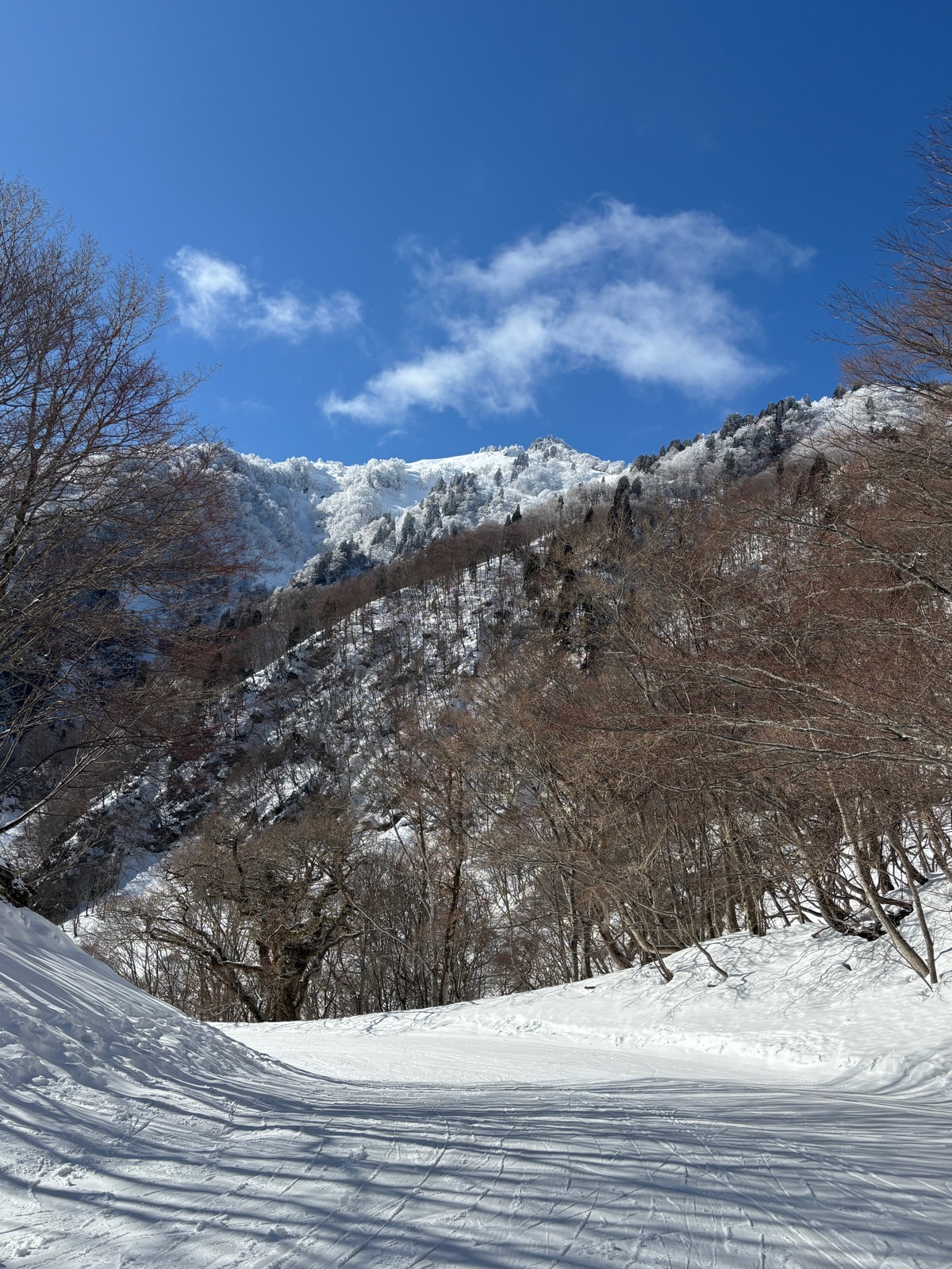 氷ノ山国際スキー場