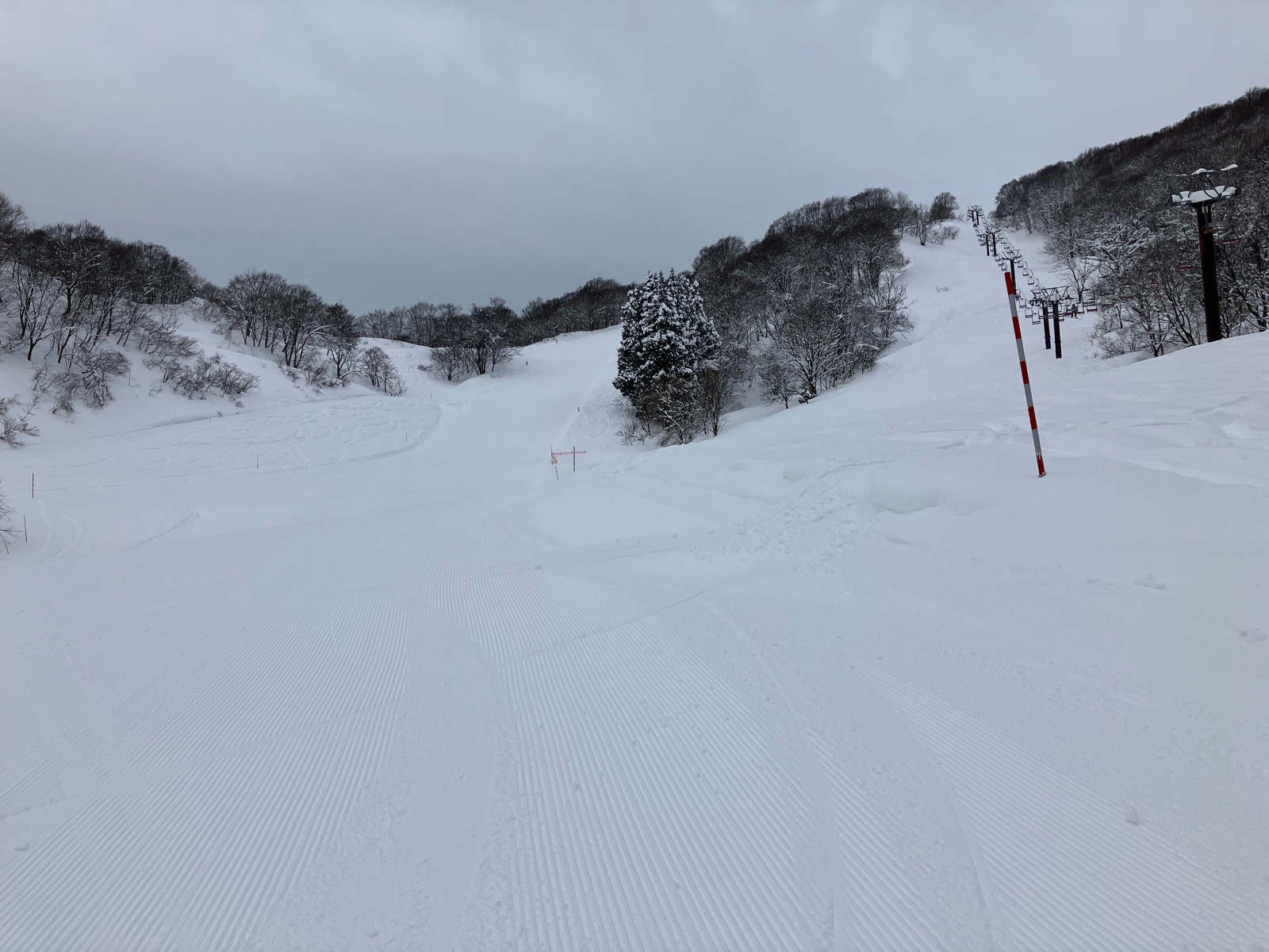 村上市営ぶどう
