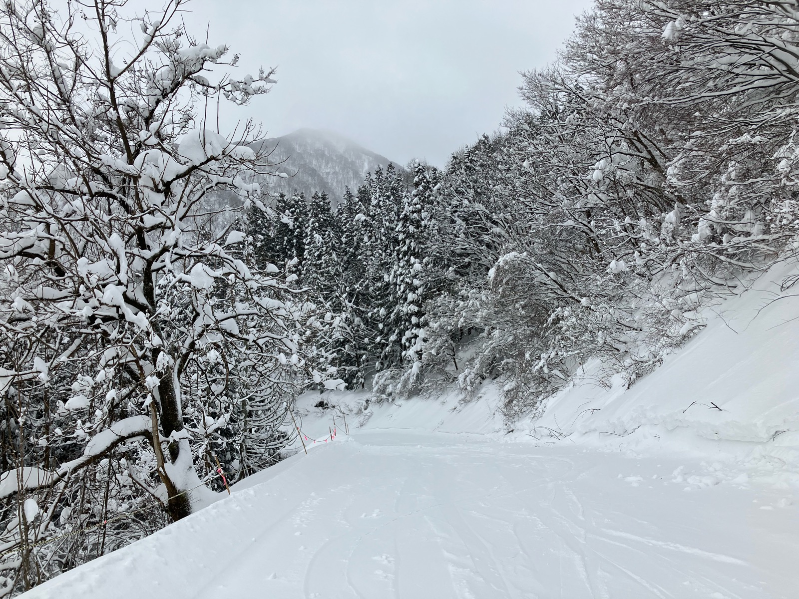 村上市営ぶどう