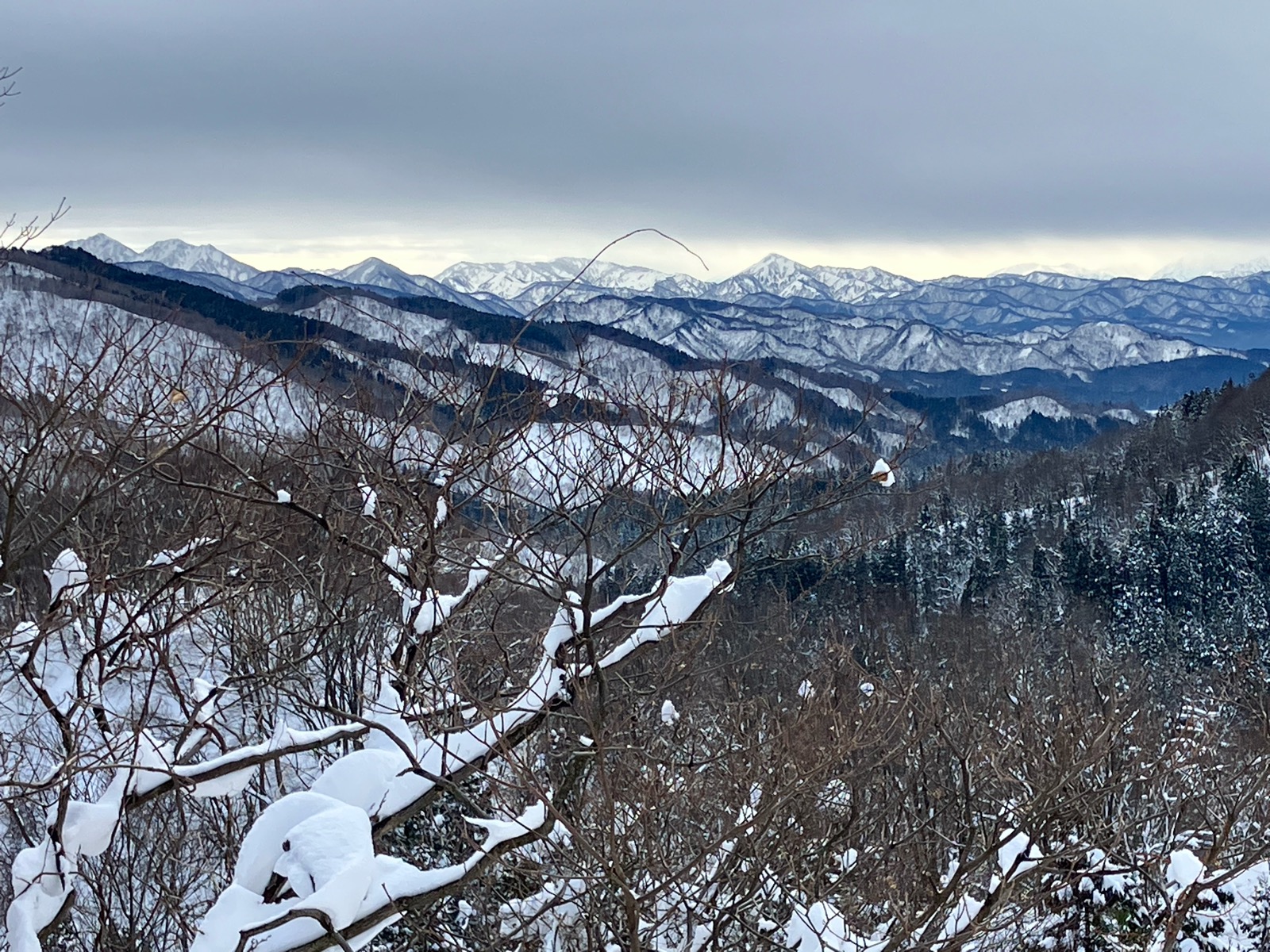 村上市営ぶどう