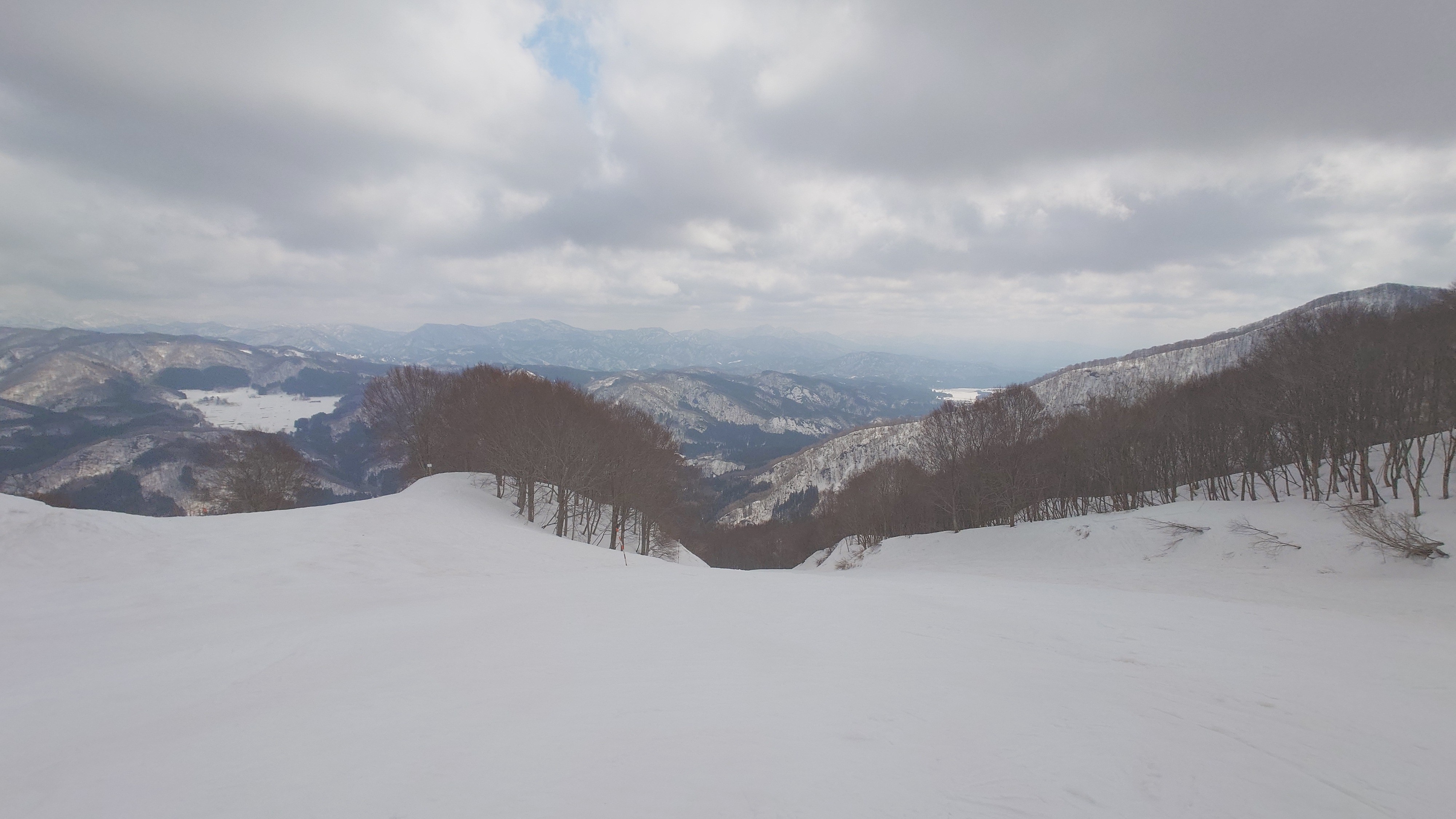 村上市営ぶどう
