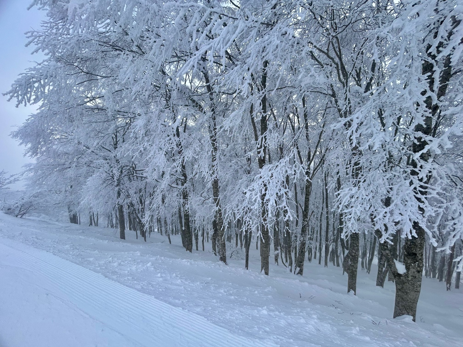 星野リゾート ネコマ マウンテン（南エリア）