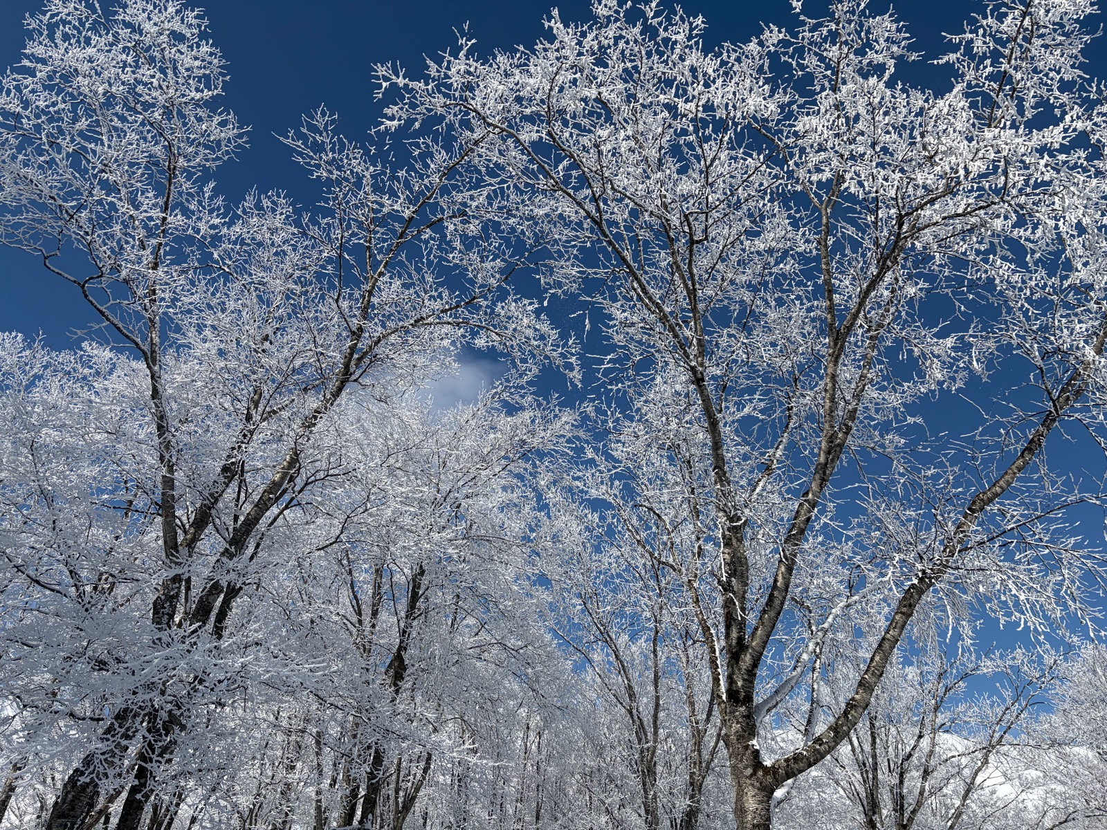 エイブル白馬五竜