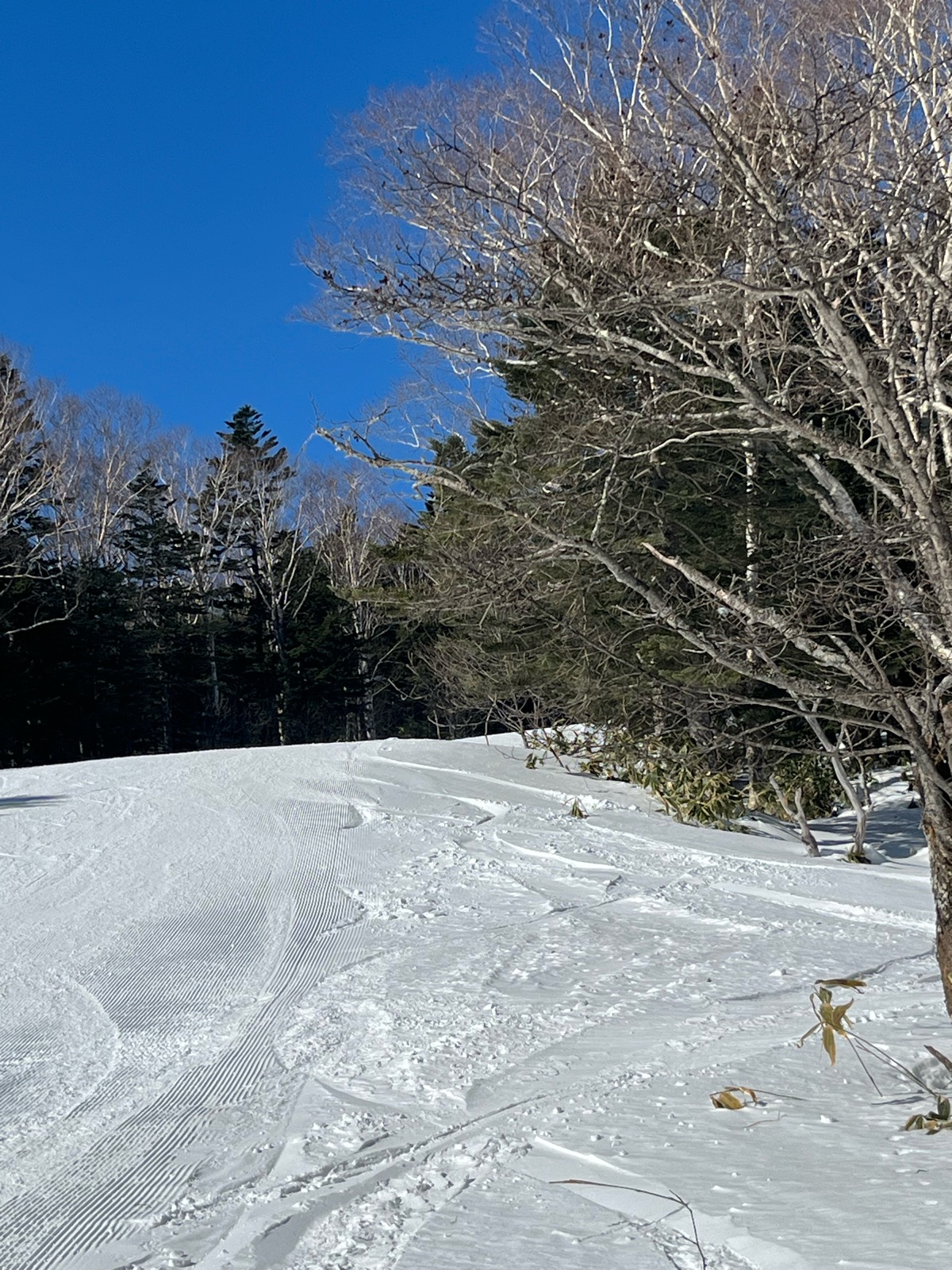 パルコール嬬恋スキーリゾート