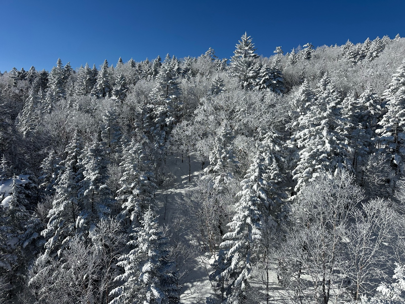 パルコール嬬恋スキーリゾート