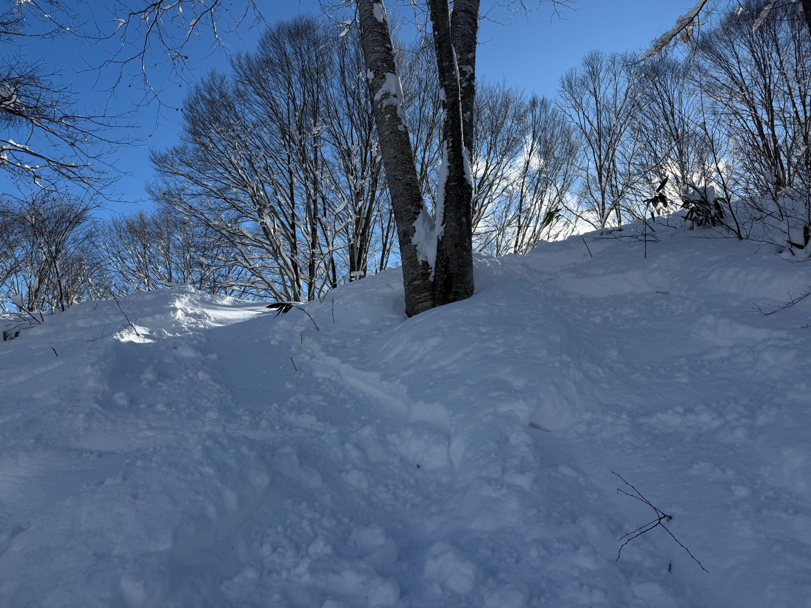 タングラムスキーサーカス