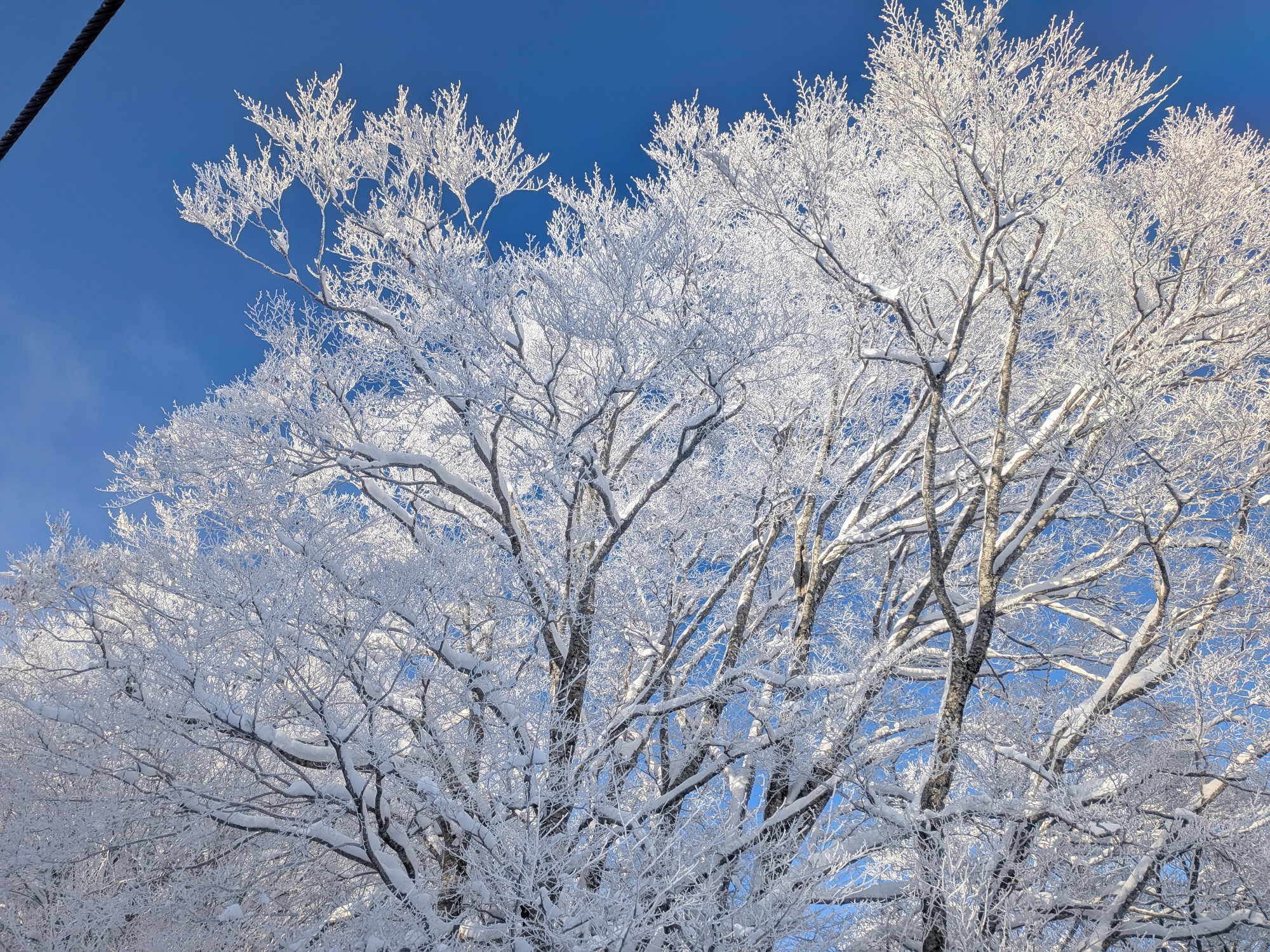 星野リゾート ネコマ マウンテン(北エリア)