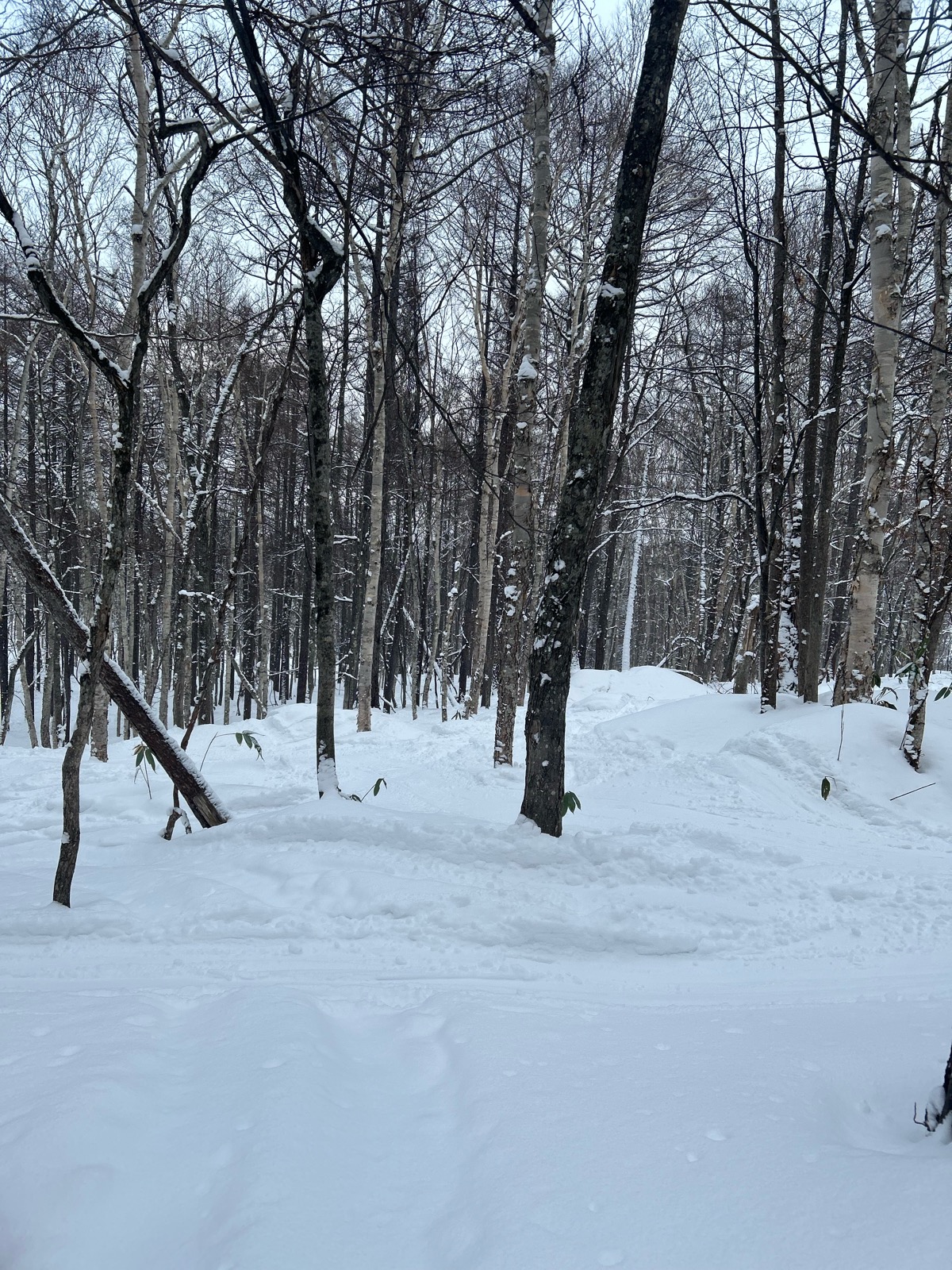 サッポロテイネ