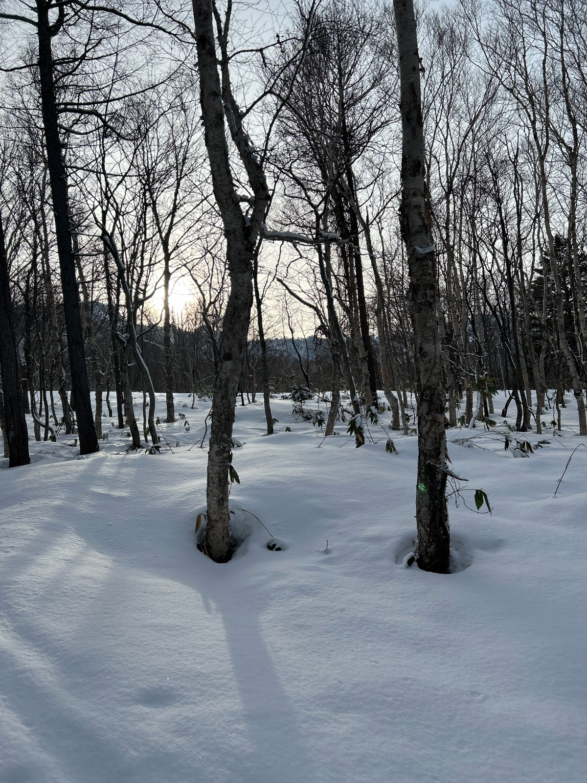 サッポロテイネ