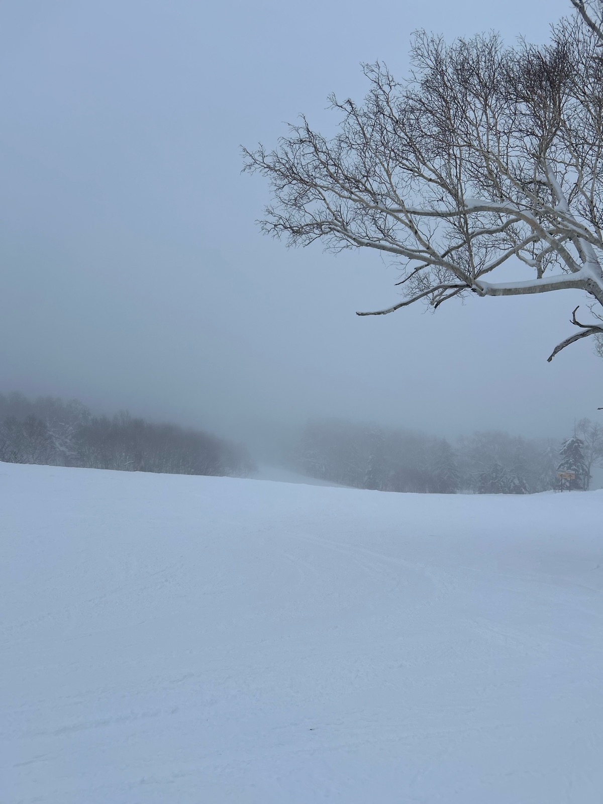 サッポロテイネ