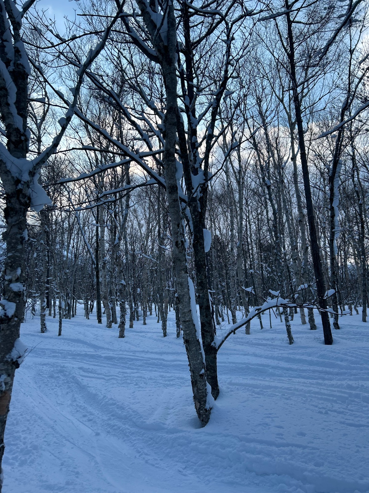 サッポロテイネ