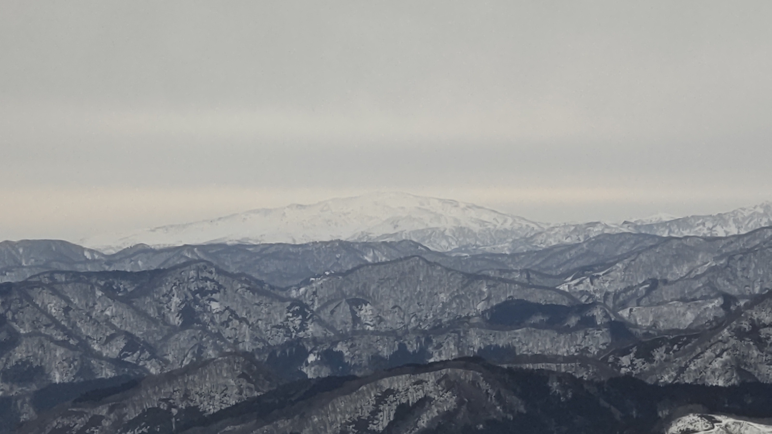 村上市営ぶどう