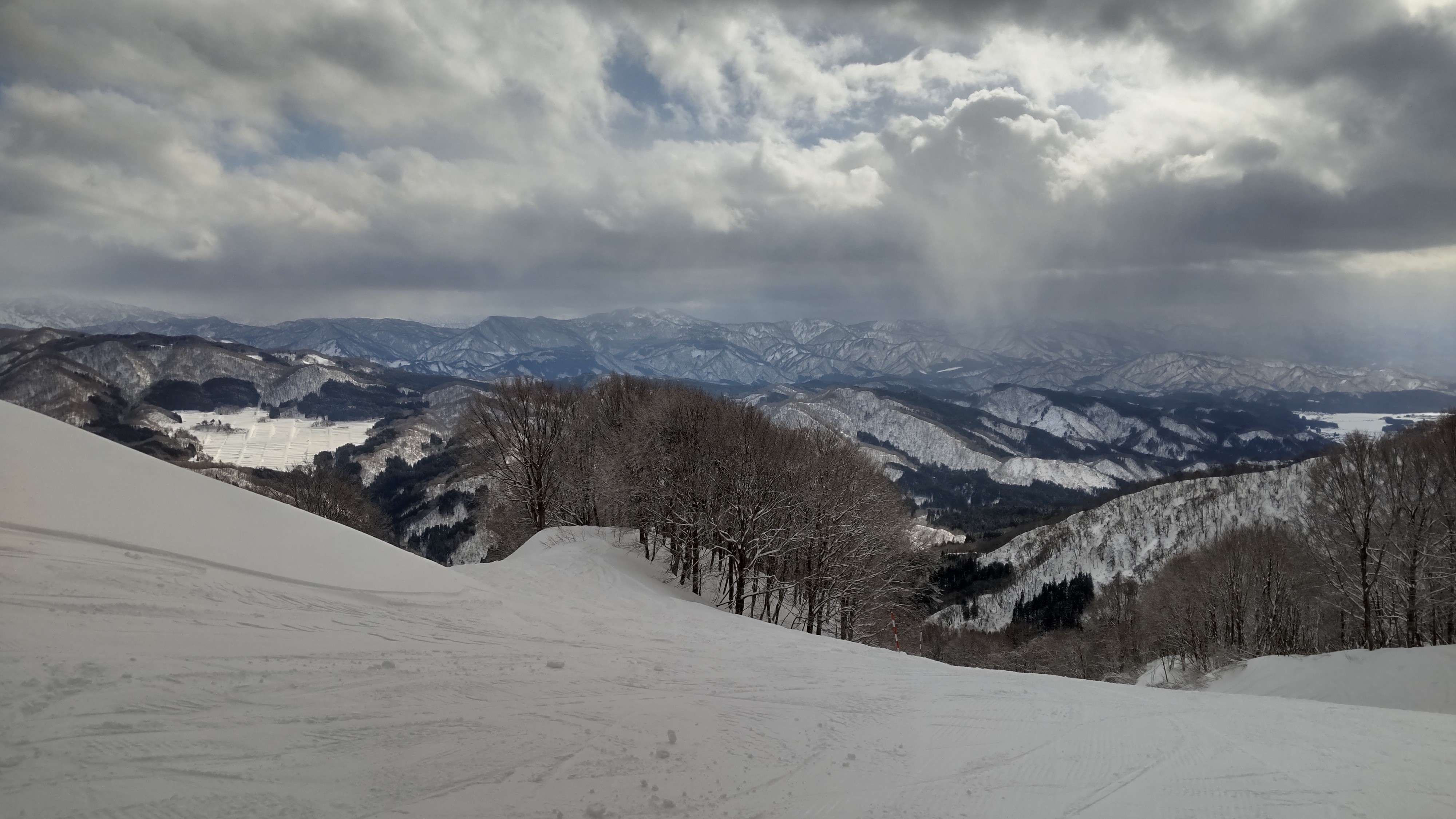 村上市営ぶどう