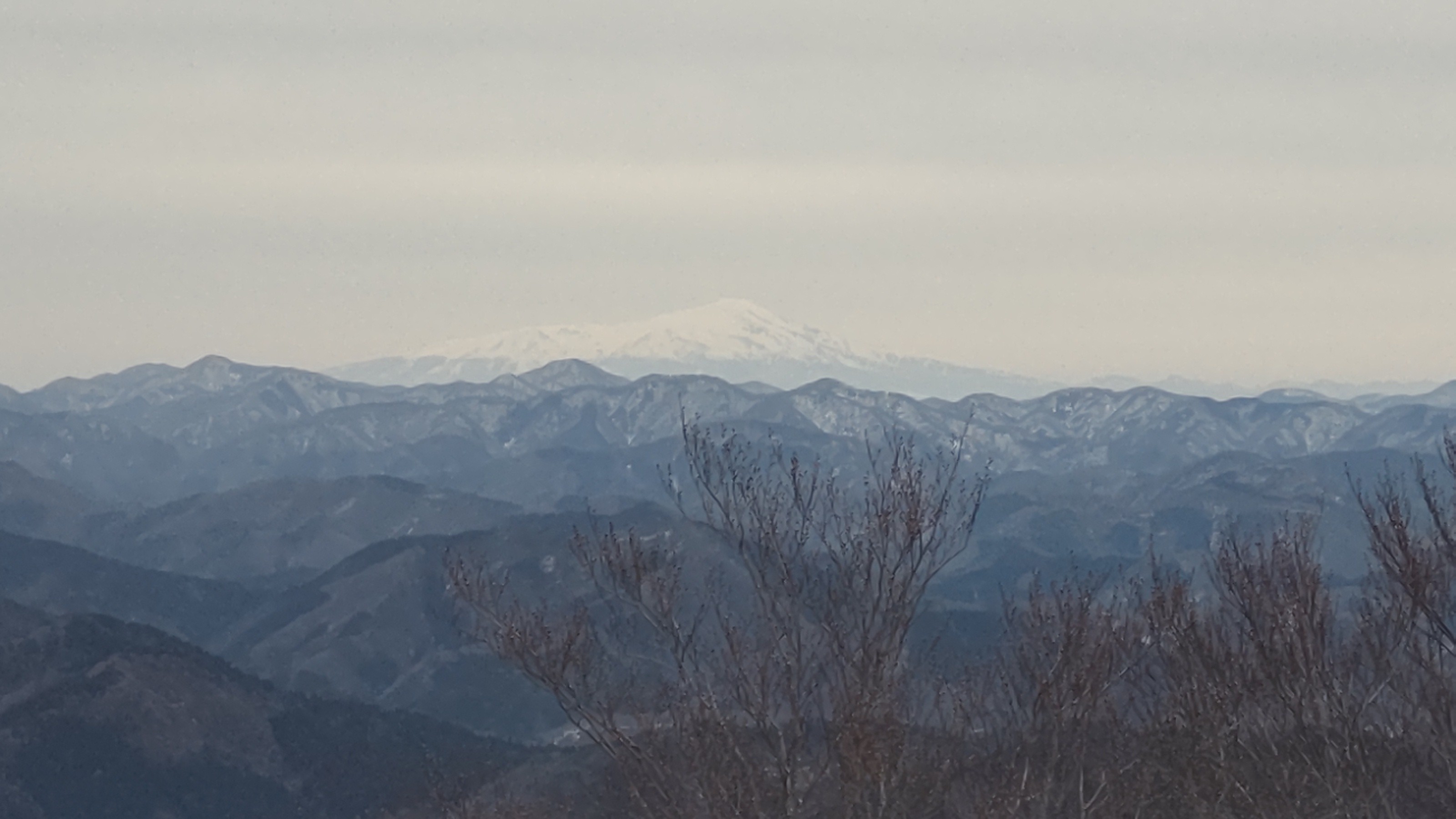 村上市営ぶどう