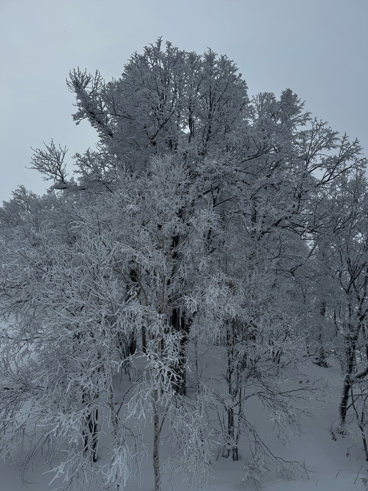 カムイスキーリンクス