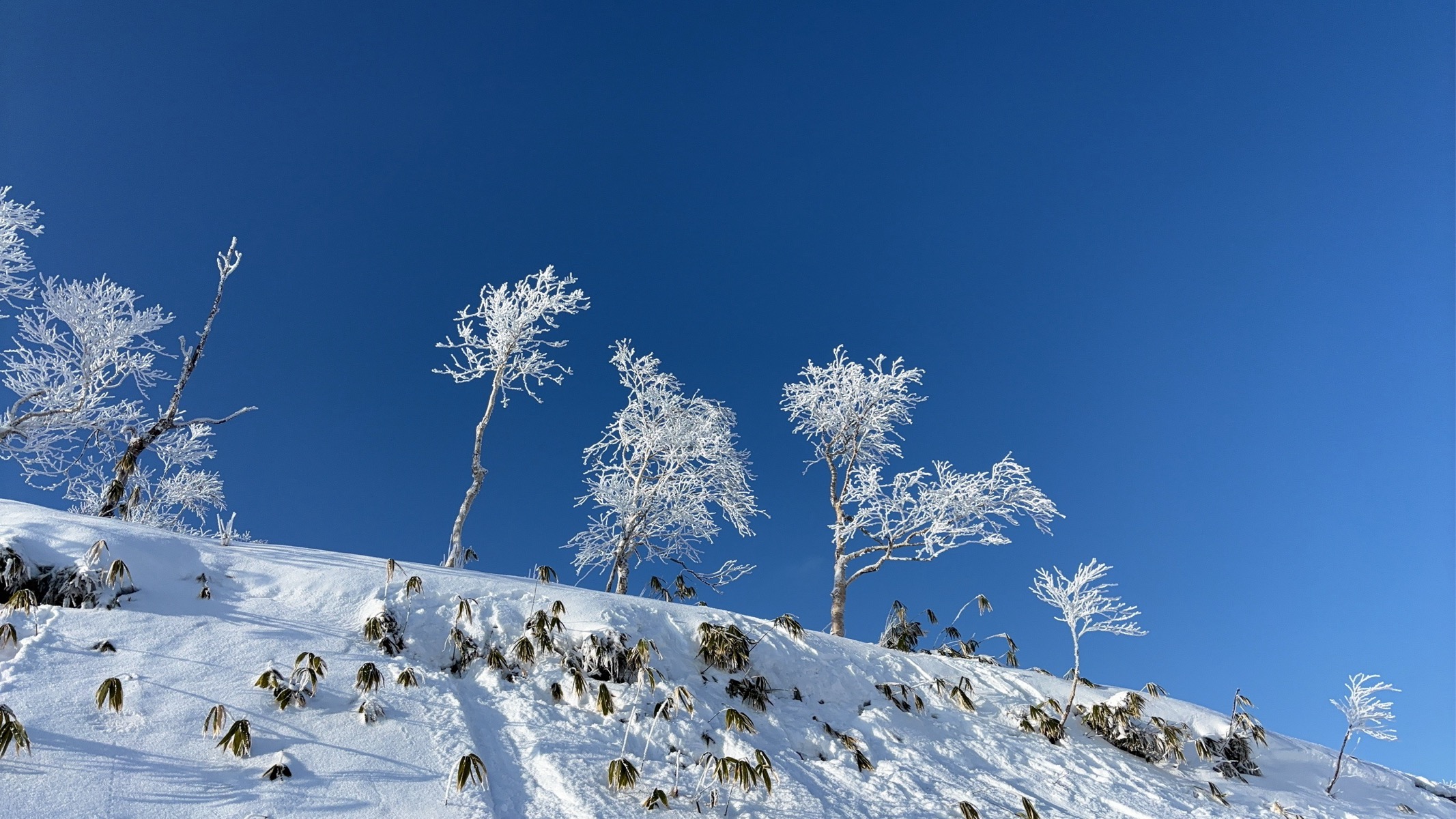 サホロリゾート