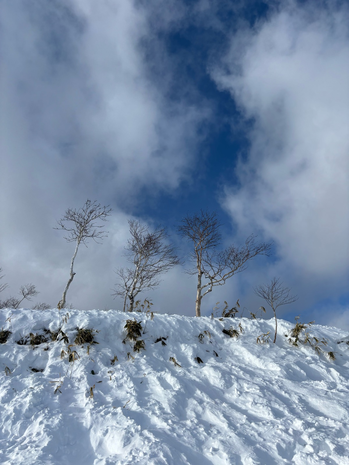 サホロリゾート