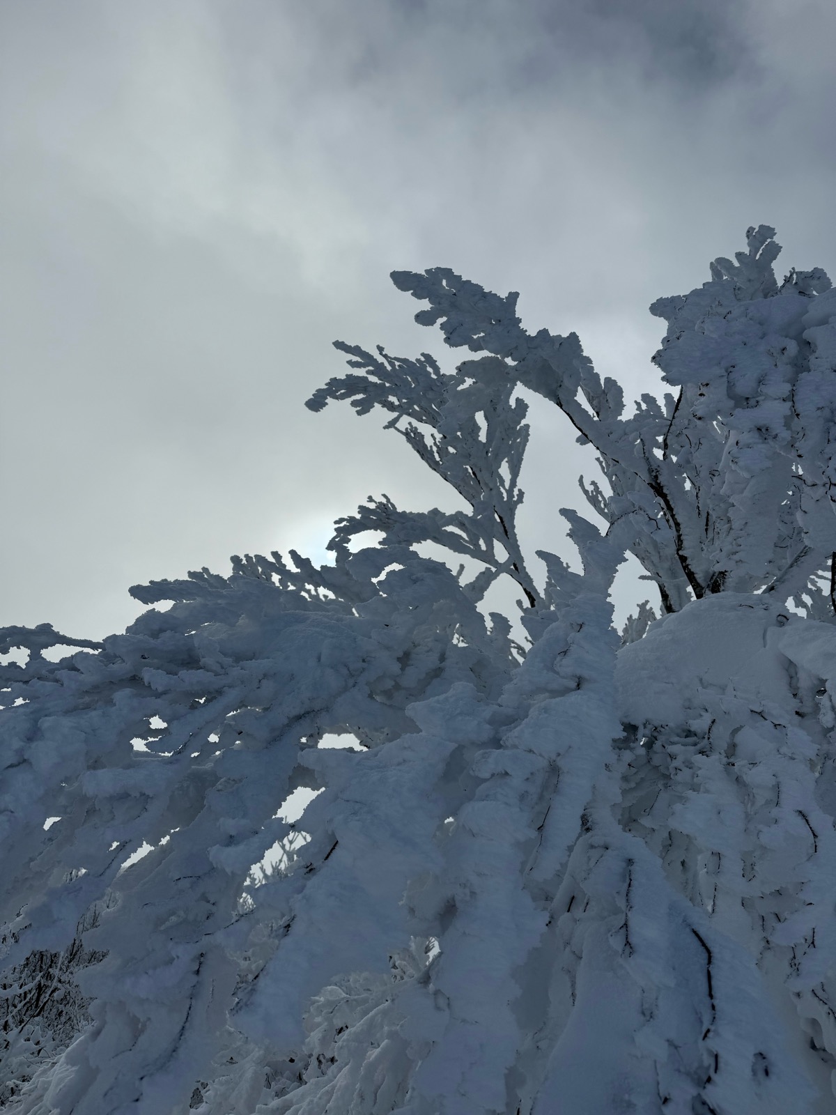 ハチ北高原スキー場