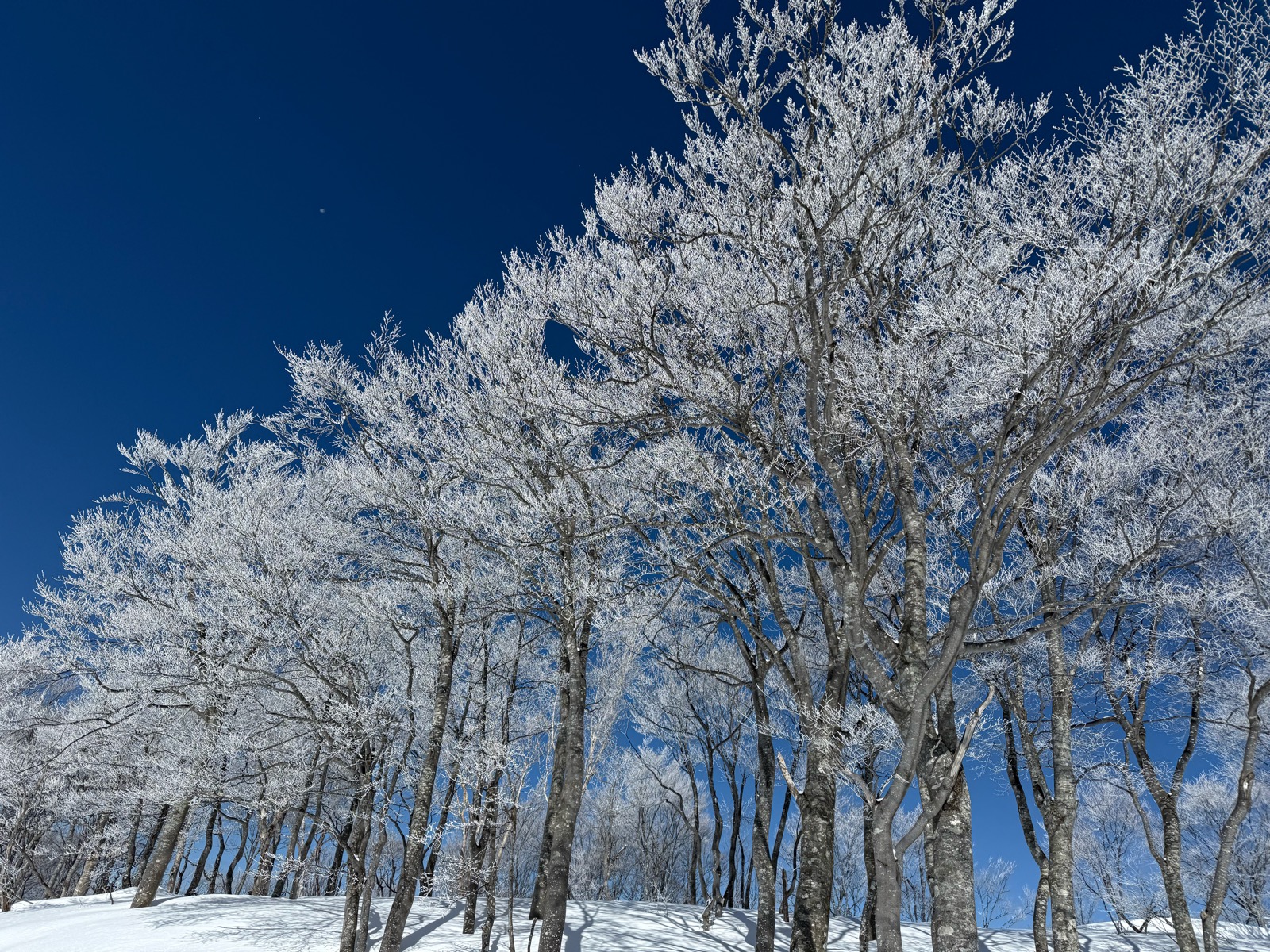 スキージャム勝山